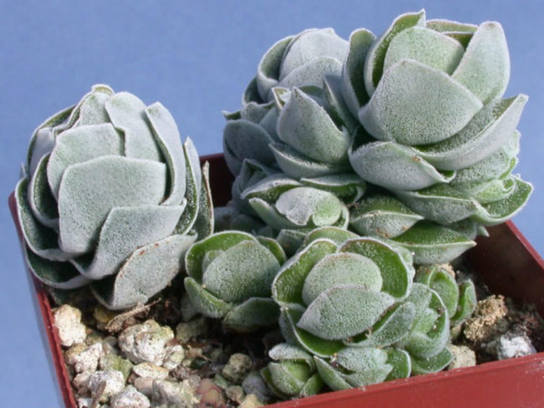 Crassula 'Ivory Pagoda'