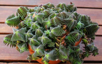Crassula 'Pagoda Village' Crassula 'Pagoda Village' aka Crassula capitella subsp. thyrsiflora 'Pagoda Village'