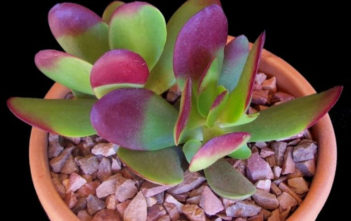 Crassula nudicaulis var. platyphylla Crassula nudicaulis var. platyphylla