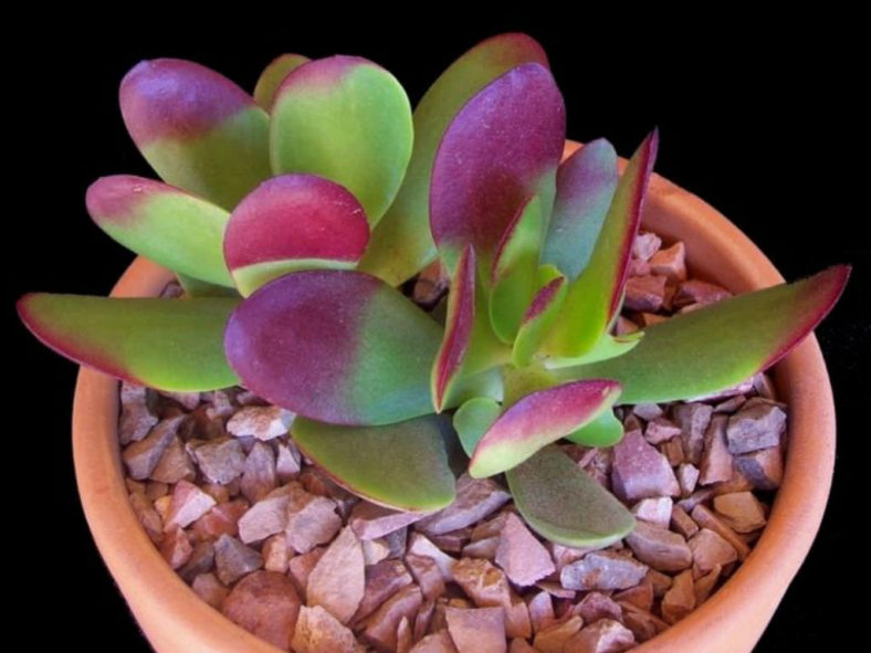 Crassula nudicaulis var. platyphylla aka Crassula platyphylla