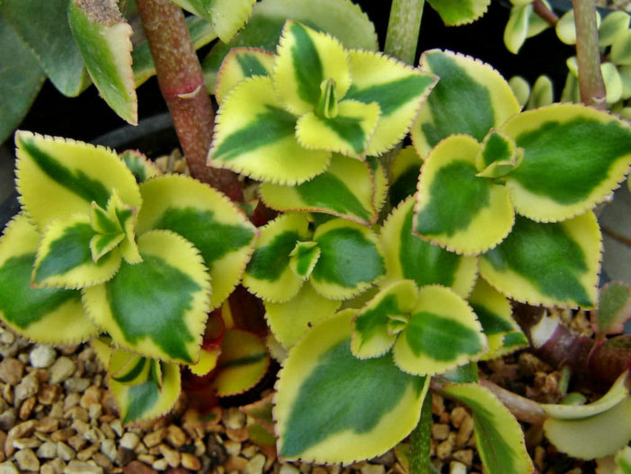 Crassula sarmentosa 'Comet' (Variegated Trailing Jade Plant) aka Crassula sarmentosa 'Variegata'