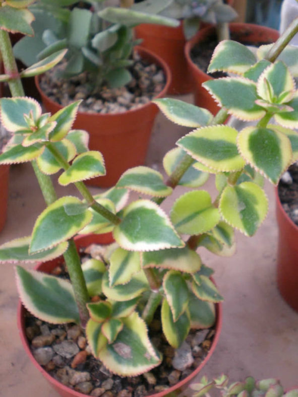 Crassula sarmentosa 'Comet' (Variegated Trailing Jade Plant) aka Crassula sarmentosa 'Variegata'