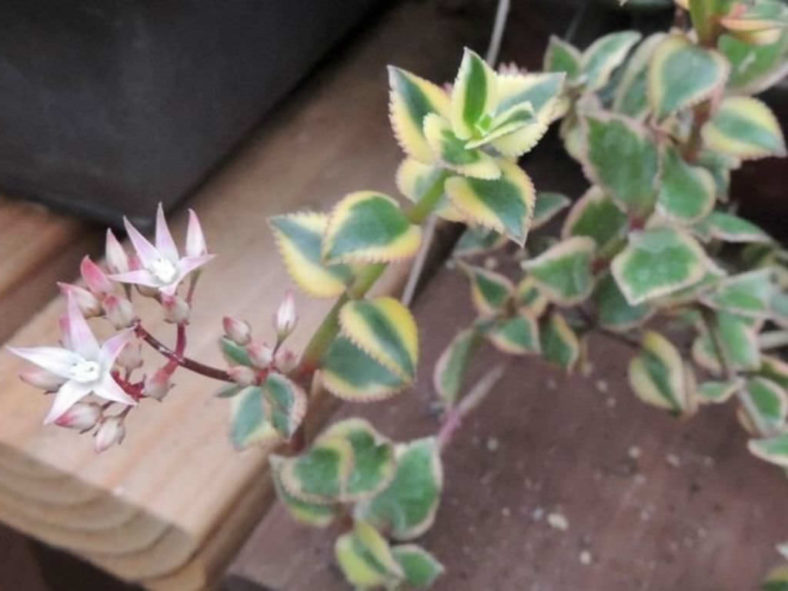 Crassula sarmentosa 'Comet' (Variegated Trailing Jade Plant) aka Crassula sarmentosa 'Variegata'