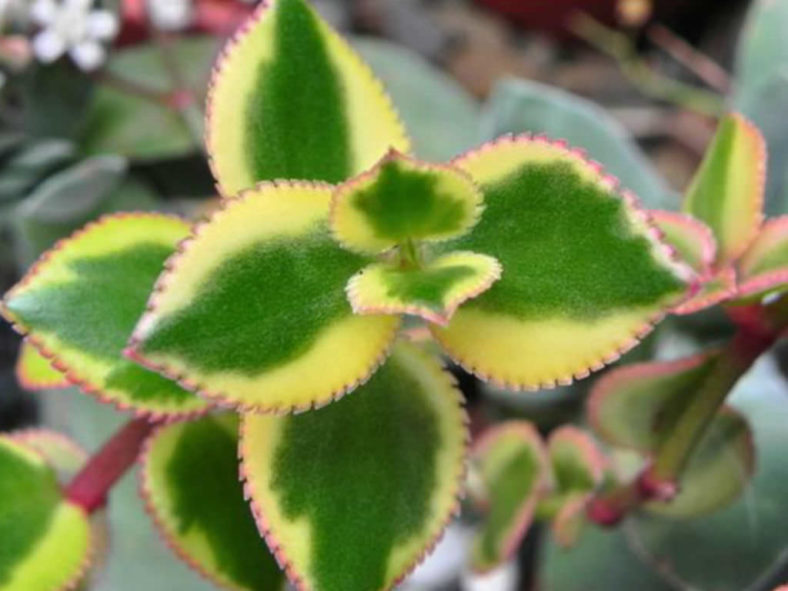 Crassula sarmentosa 'Comet' (Variegated Trailing Jade Plant) aka Crassula sarmentosa 'Variegata'