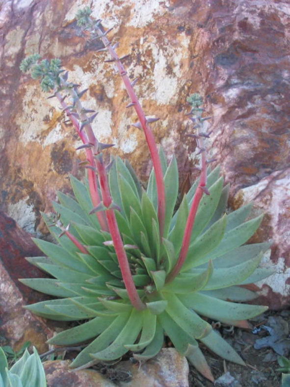 Dudleya ingens (Baja Live Forever)