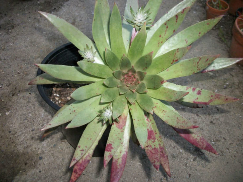 Dudleya ingens (Baja Live Forever)