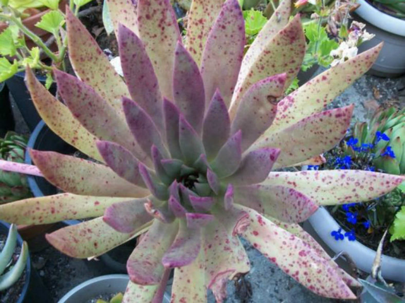 Dudleya ingens (Baja Live Forever)