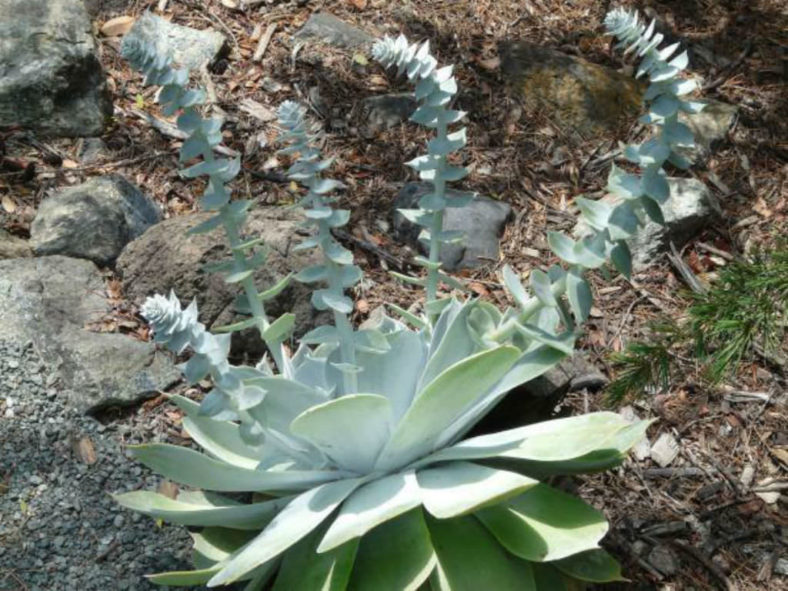 Dudleya pulverulenta (Chalk Liveforever)