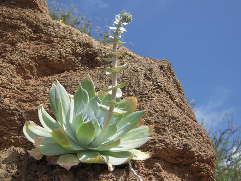 Dudleya pulverulenta (Chalk Liveforever)