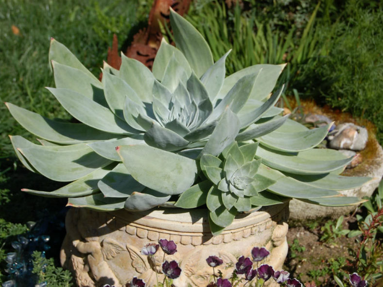 Dudleya pulverulenta (Chalk Liveforever)