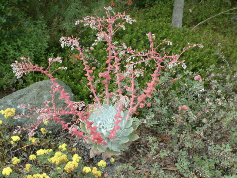 Dudleya pulverulenta (Chalk Liveforever)