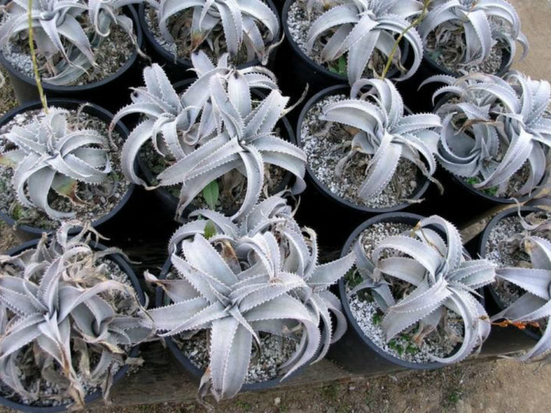 Dyckia marnier-lapostollei (White Dyckia)