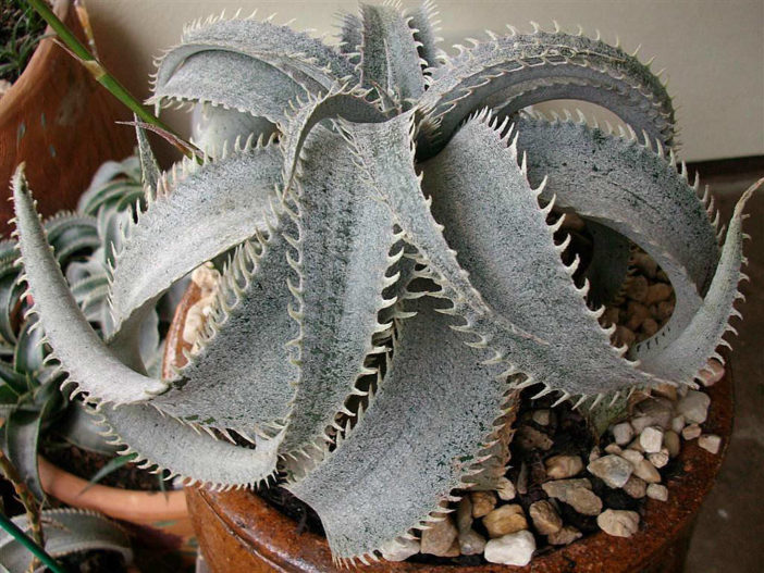 TÌNH YÊU CÂY CỎ ĐV 13  - Page 76 Dyckia-marnier-lapostollei-White-Dyckia2-702x527