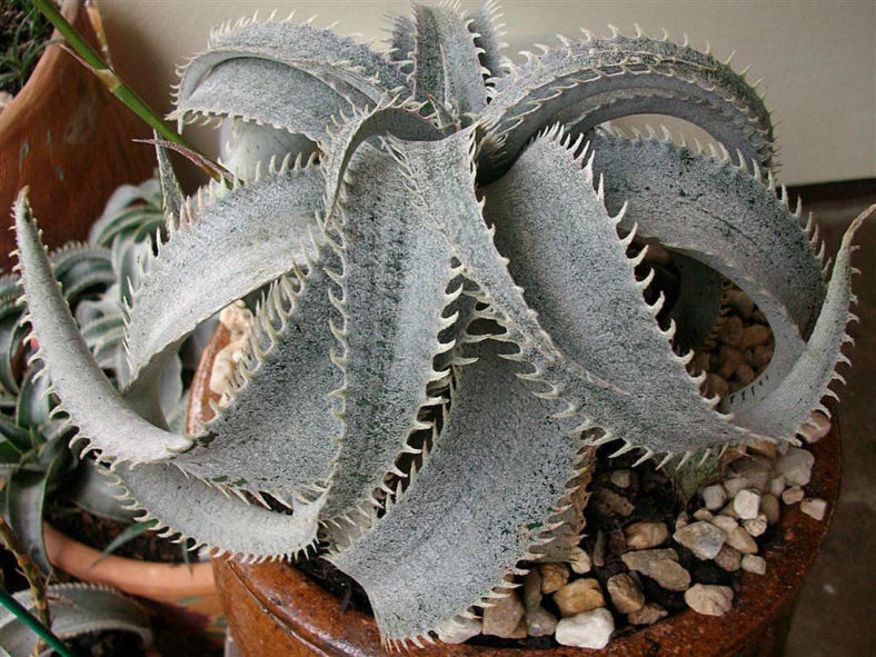 Dyckia marnier-lapostollei (White Dyckia)