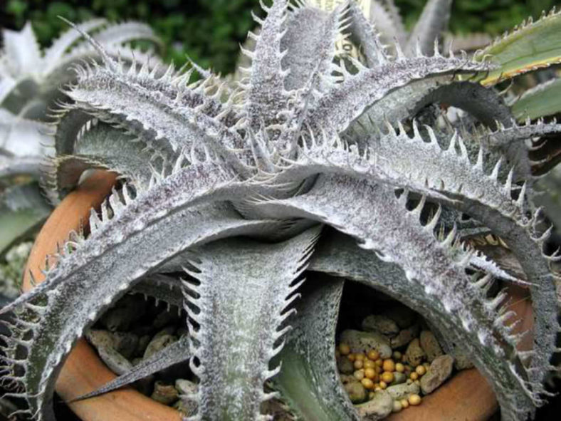 Dyckia marnier-lapostollei (White Dyckia)