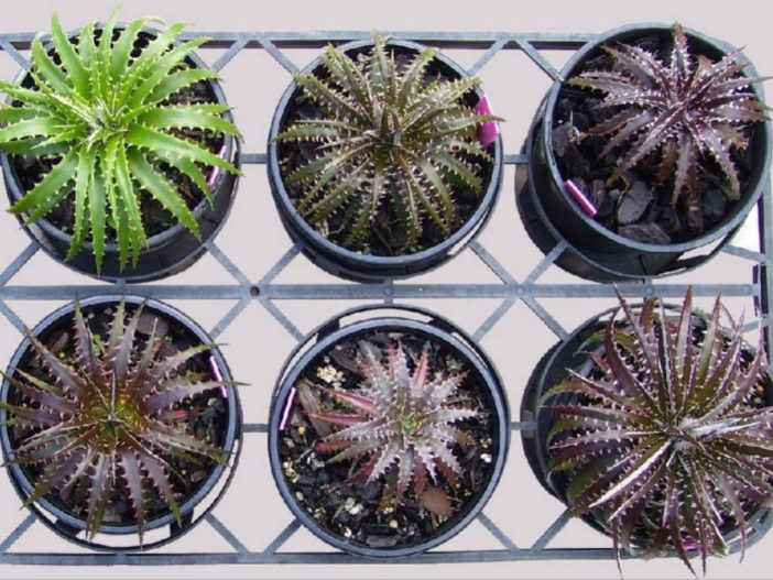 Grow and Care Dyckia