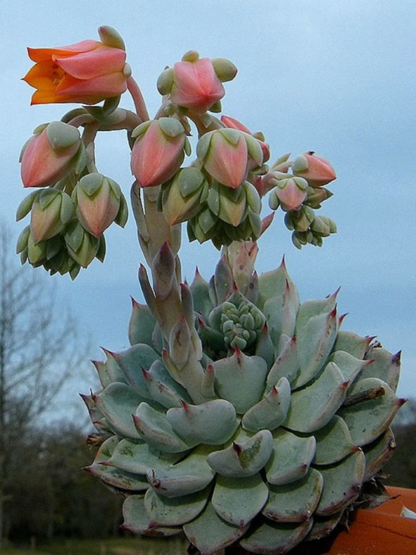 Echeveria 'Nobaranosei' aka Echeveria 'Alienor'