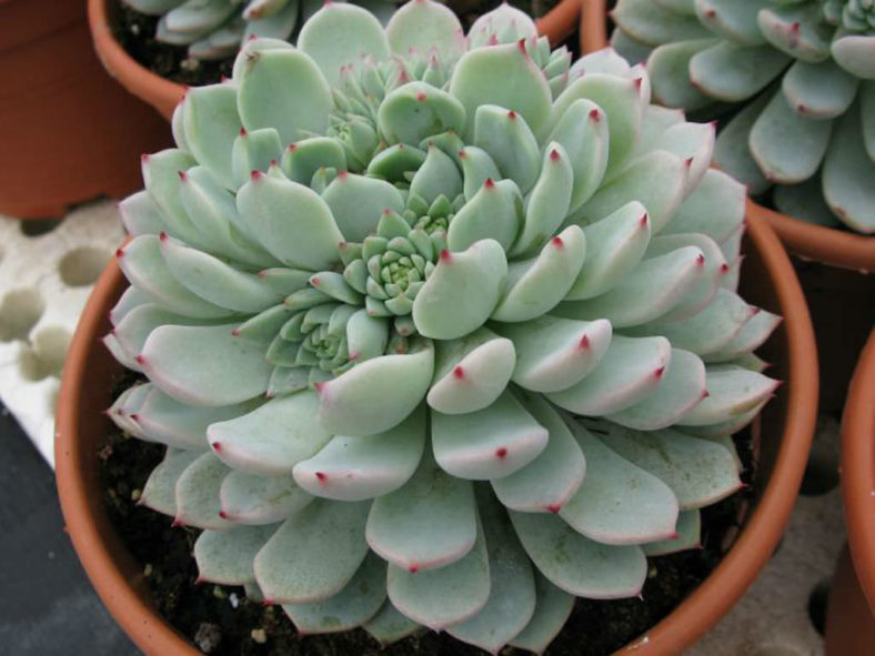 Echeveria 'Nobaranosei' aka Echeveria 'Alienor'