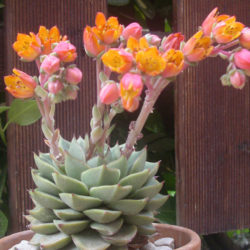 Echeveria 'Fabiola' - World of Succulents