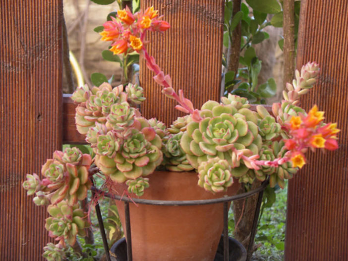 Echeveria 'Victor'