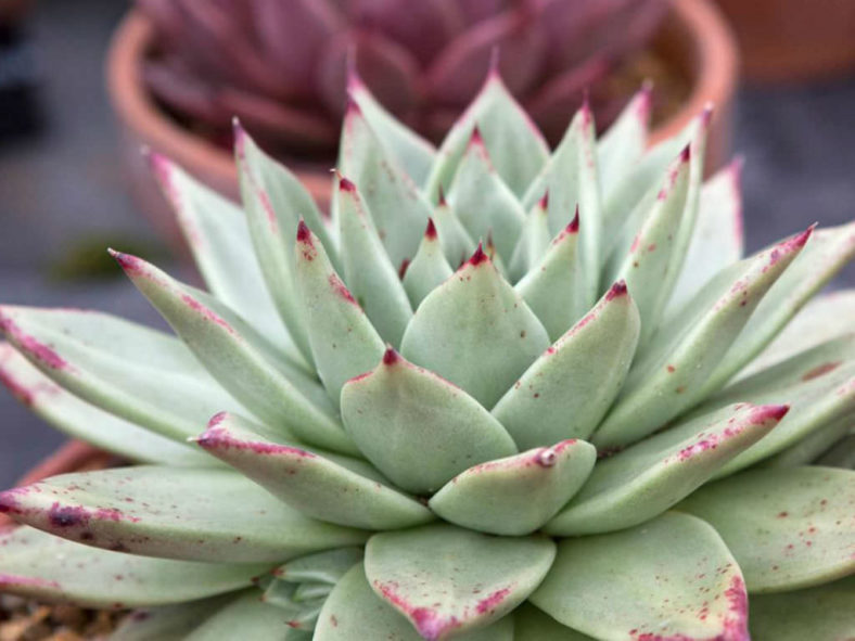 Echeveria agavoides 'Maria' (Wax Agave)