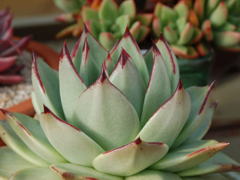 Echeveria agavoides 'Maria' (Wax Agave)