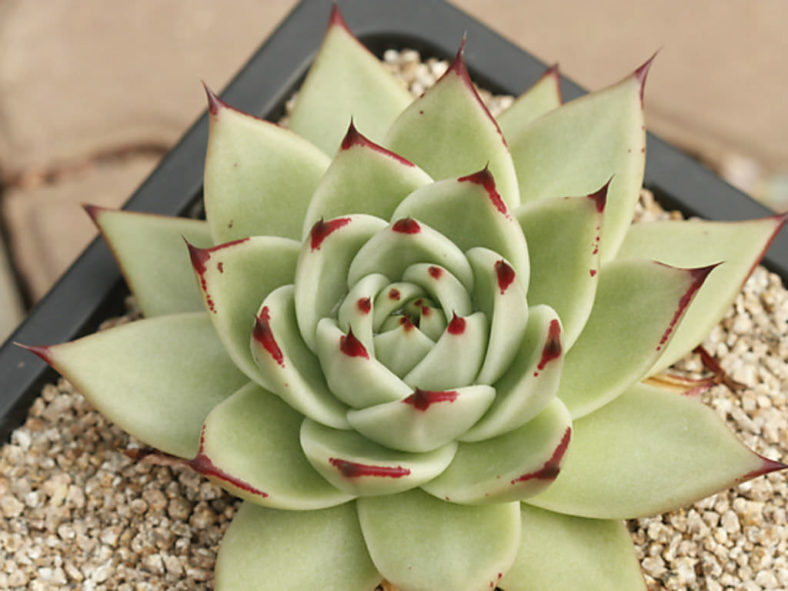 Echeveria agavoides 'Maria' (Wax Agave)