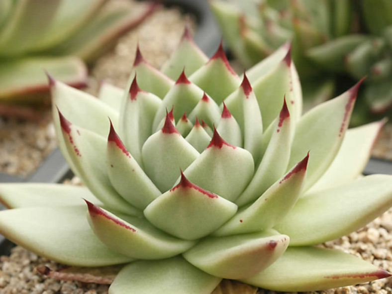 Echeveria agavoides 'Maria' (Wax Agave)