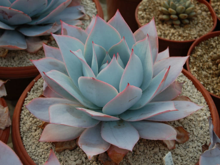 Echeveria cante • World of Succulents