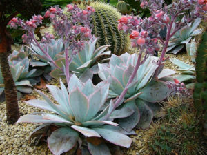 Echeveria cante - World of Succulents