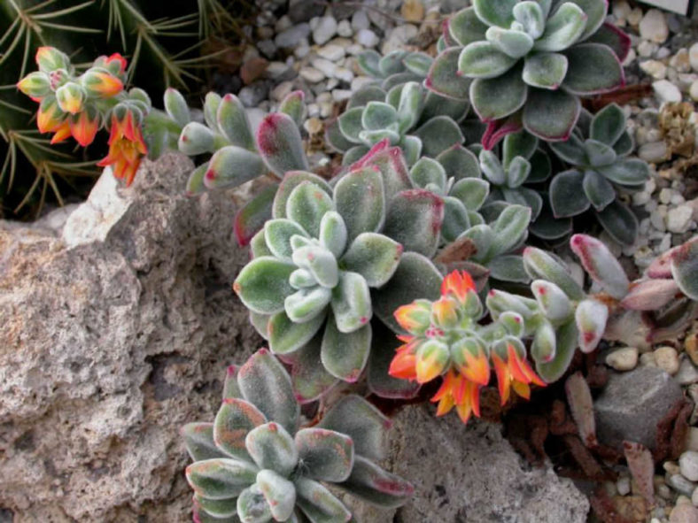 Echeveria coccinea (Red Echeveria)