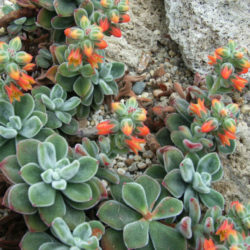 Echeveria coccinea (Red Echeveria) - World of Succulents