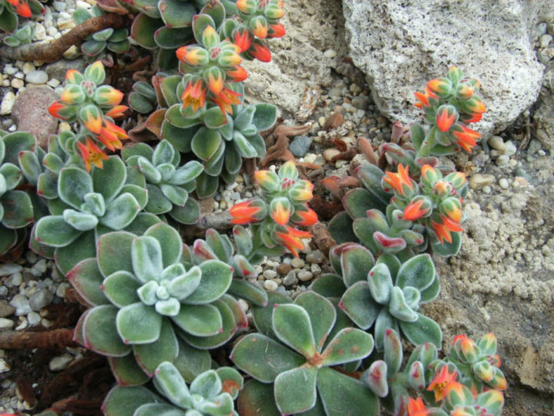 Echeveria coccinea (Red Echeveria)