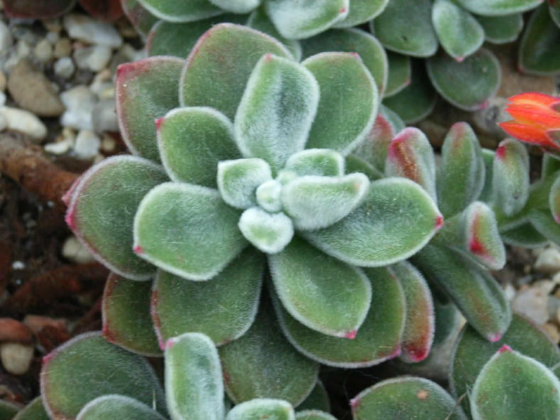 Echeveria coccinea (Red Echeveria)