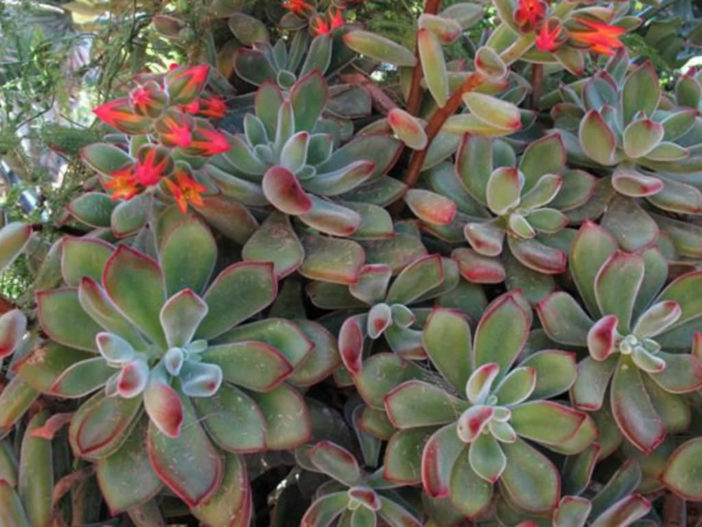 Echeveria coccinea (Red Echeveria)