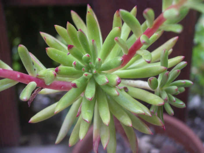 Echeveria johnsonii | World of Succulents