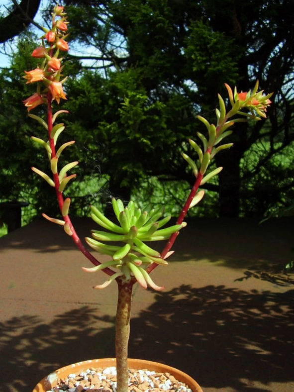 Echeveria johnsonii