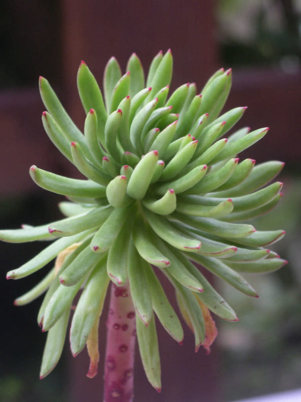 Echeveria johnsonii