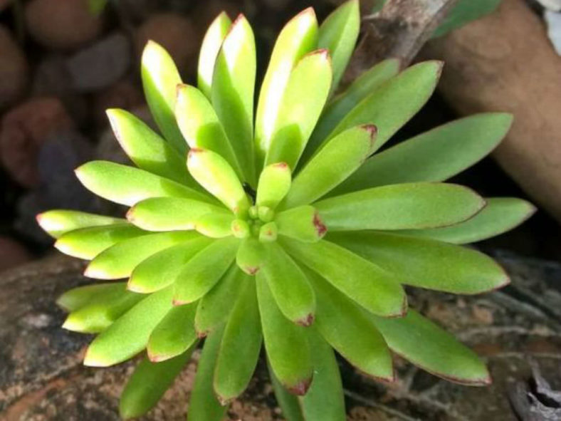 Echeveria johnsonii