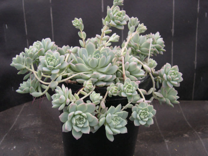 Echeveria prolifica (Prolific Echeveria)