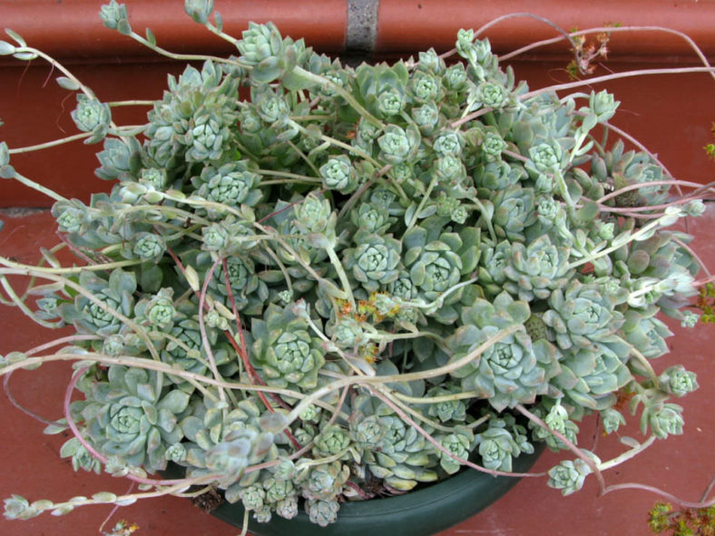 Echeveria prolifica (Prolific Echeveria)