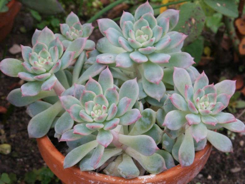 Echeveria prolifica (Prolific Echeveria)