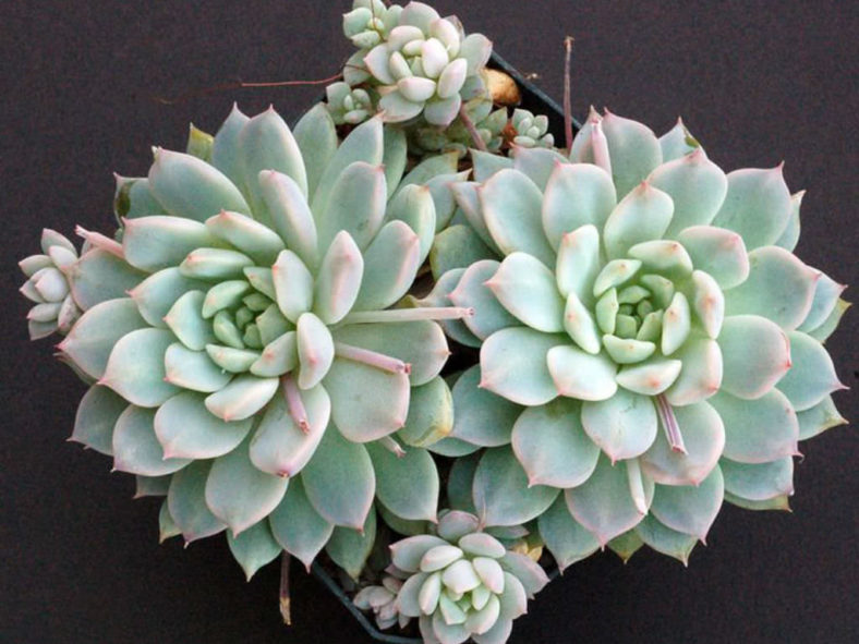 Echeveria prolifica (Prolific Echeveria)