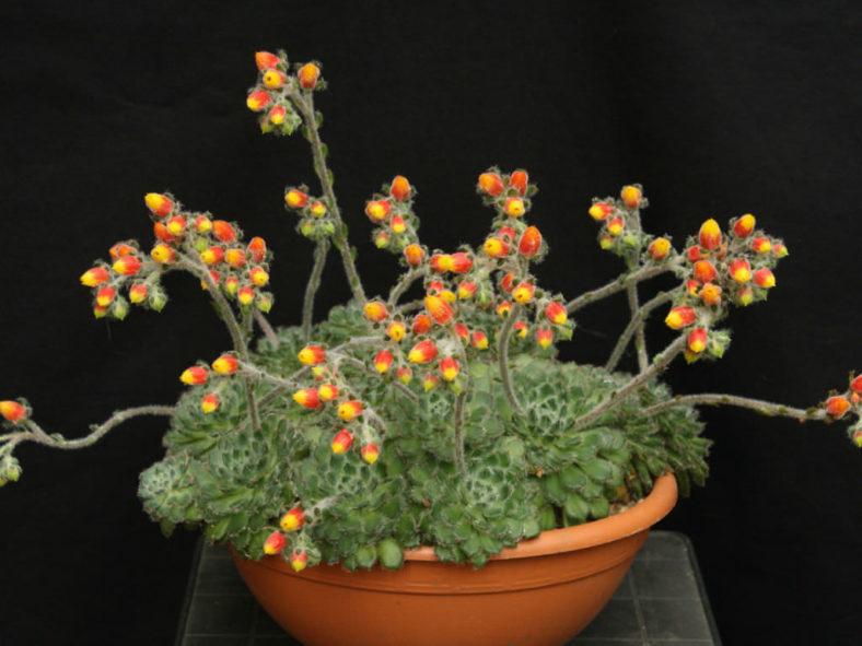 Echeveria setosa var. ciliata