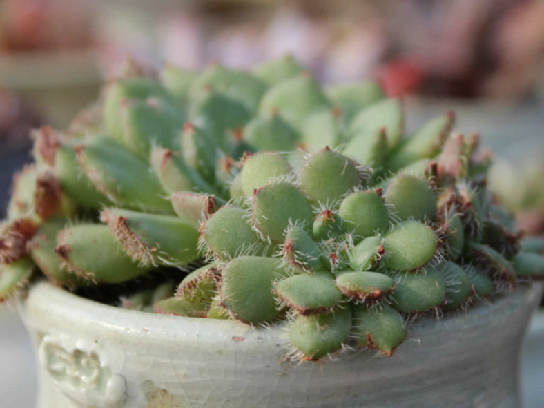 Echeveria setosa var. ciliata