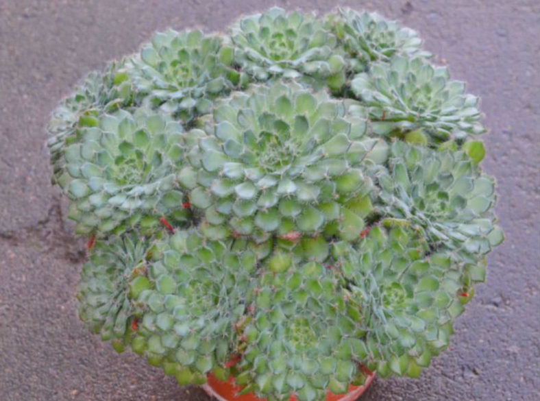 Echeveria setosa var. ciliata