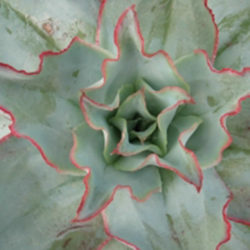 Echeveria subrigida 'Wavy'