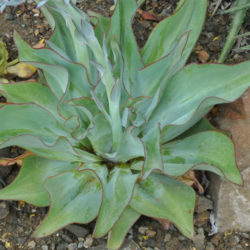Echeveria subrigida 'Wavy'