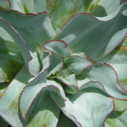 Echeveria subrigida 'Wavy'