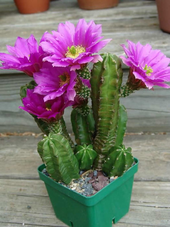 Echinocereus viereckii subsp. morricalii